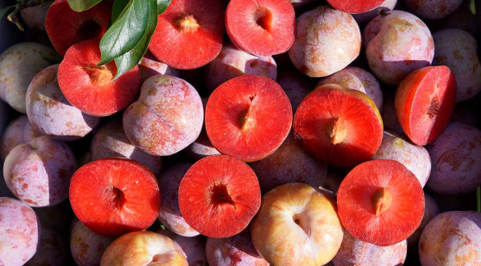 When Does the Hanoi Plum Harvest Begin?