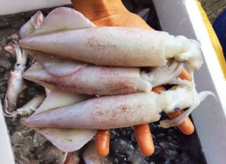 Learn How to Identify Fresh Ink versus Chemically Soaked Ink to Protect Your Health