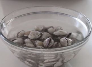 Sofaking Clams and Mussels Two Hours to Release Sand