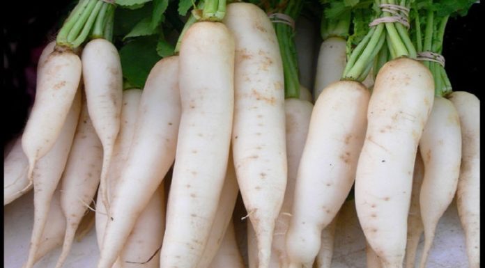 How to Select Quality Chinese White Radishes