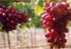 Comparing Benefits of Fresh and Dried Grapes