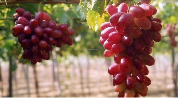Comparing Benefits of Fresh and Dried Grapes