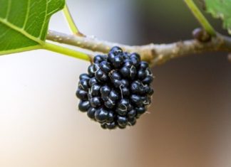Wash Fruits Thoroughly to Prevent Parasitic Infection