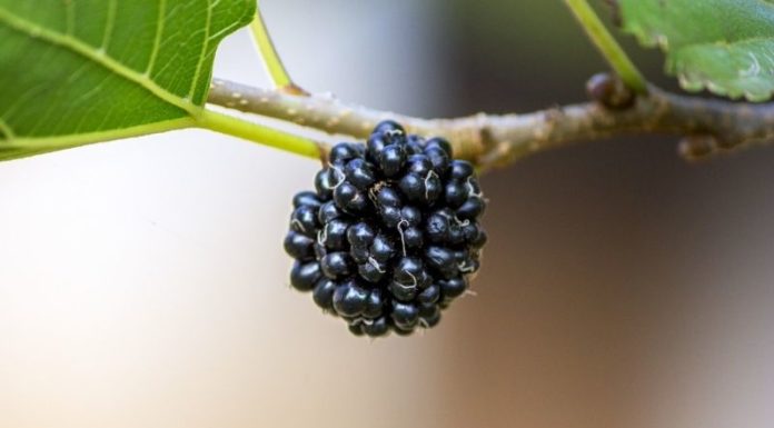 Wash Fruits Thoroughly to Prevent Parasitic Infection