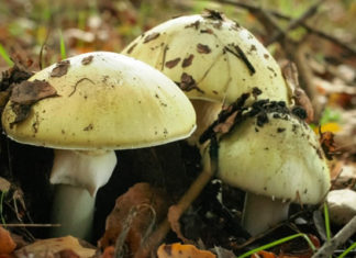 The Culinary Conundrum: Navigating Nature’s Toxic Treats.