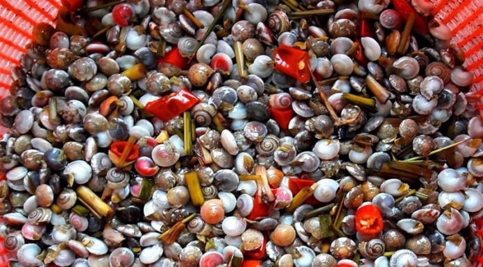 Understanding “ốc Gạo”: Weight, Buying Tips, and How to Select Delicious Ones