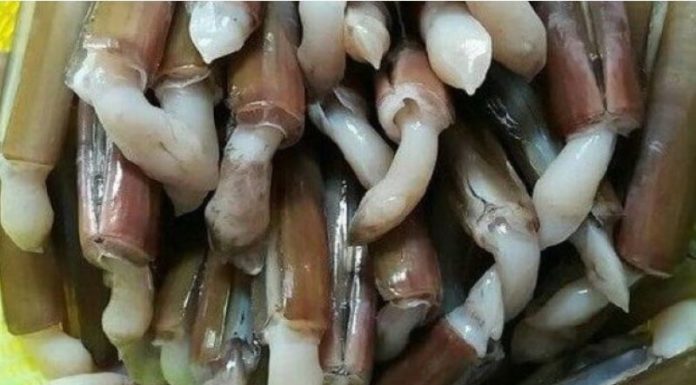 Discover the Amazing Benefits of Snails, Plus Cleaning and Preparing Tips and Delicious Recipes!