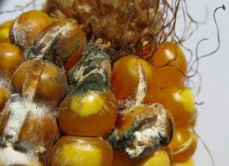 Warning: Dried Chili May be Contaminated with Aflatoxin