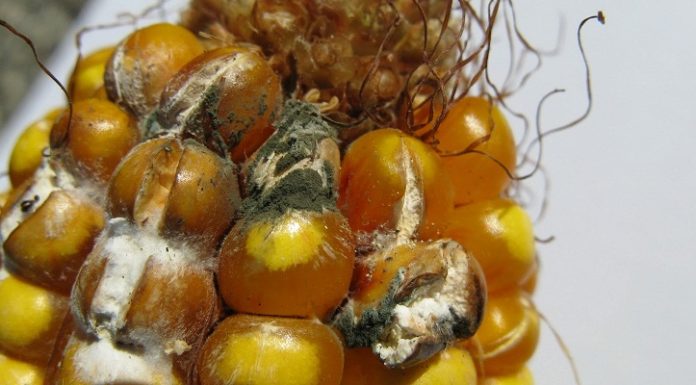 Warning: Dried Chili May be Contaminated with Aflatoxin