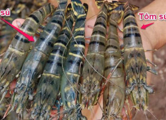 The Ultimate Guide to Unraveling the Mystery: Shrimp vs. Prawns