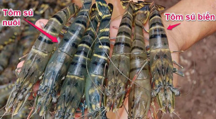 The Ultimate Guide to Unraveling the Mystery: Shrimp vs. Prawns