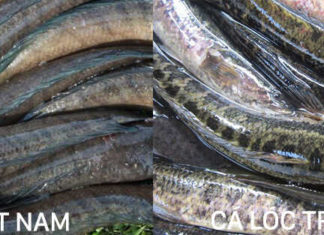 Identifying the Differences in Vietnamese and Chinese Barramundi Fish