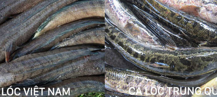 Identifying the Differences in Vietnamese and Chinese Barramundi Fish