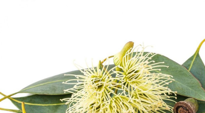 Nature’s Simple Mosquito Prevention