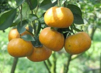 Two Ways to Stop Orange Pith from Sticking After Peeling