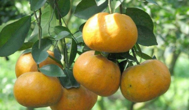 Two Ways to Stop Orange Pith from Sticking After Peeling