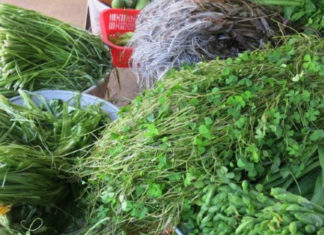 Discovering the Unfamiliar: Rau Chốc, an Iconic Western Vietnamese Vegetable