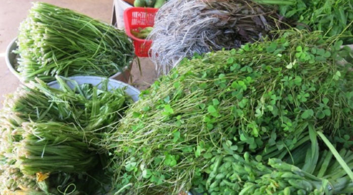 Discovering the Unfamiliar: Rau Chốc, an Iconic Western Vietnamese Vegetable