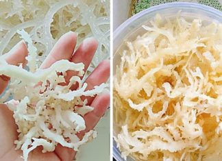 “The Exorbitant Price of Sea Grapes: Phu Quy Island’s ‘Heavenly’ Delicacy”