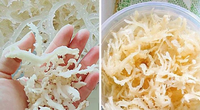 “The Exorbitant Price of Sea Grapes: Phu Quy Island’s ‘Heavenly’ Delicacy”