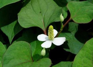 Exploring the Medicinal Benefits of Water Spinach: Try These Recipes