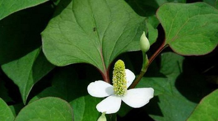 Exploring the Medicinal Benefits of Water Spinach: Try These Recipes