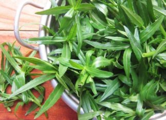 Delicious Dishes Made From Rau Ngổ – What is Rau Ngổ?