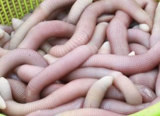 Understanding the Delicacy of Sá Sùng: Uncovering a Dish Unknown to Many