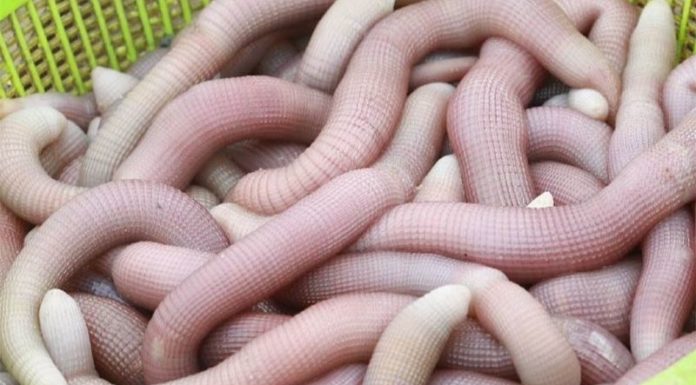 Understanding the Delicacy of Sá Sùng: Uncovering a Dish Unknown to Many