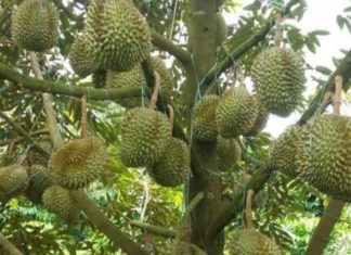 How to Choose a Delicious Musang King Durian