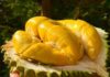 5 Tips for Choosing the Best Ripe Durian with Firm Flesh