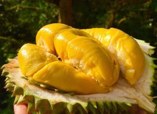 5 Tips for Choosing the Best Ripe Durian with Firm Flesh