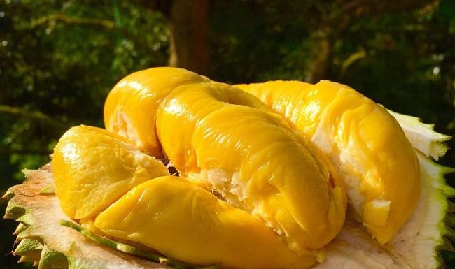 5 Tips for Choosing the Best Ripe Durian with Firm Flesh