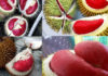 Tips on Selecting Red-Fruit Durian