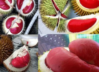 Tips on Selecting Red-Fruit Durian