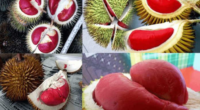 Tips on Selecting Red-Fruit Durian