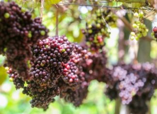 Home-Brewed Alcohol from Forest Grapes: Exploring the Benefits