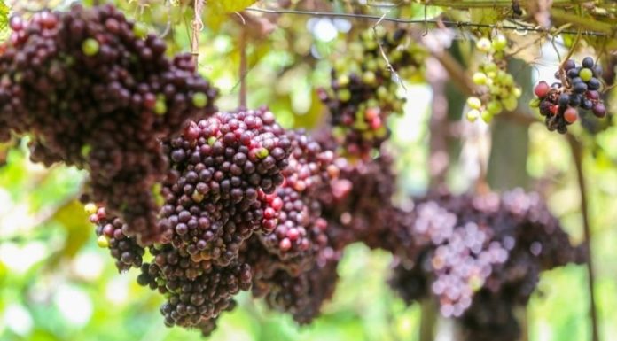 Home-Brewed Alcohol from Forest Grapes: Exploring the Benefits