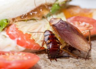 7 Simple Tricks to Get Rid of Insects in Your Home