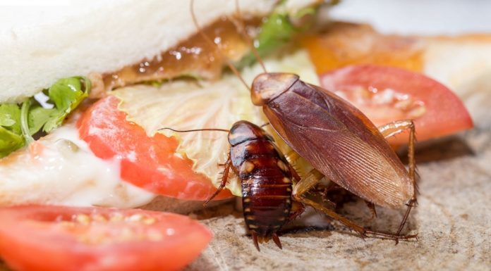 7 Simple Tricks to Get Rid of Insects in Your Home