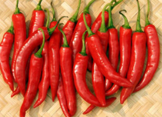 Exploring the Causes of Chili Pepper Addiction