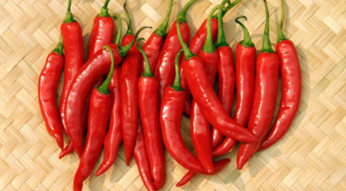 Exploring the Causes of Chili Pepper Addiction