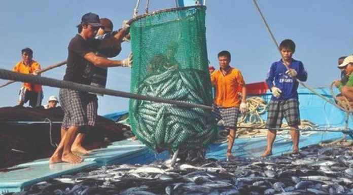 Exploring the Differences Between Aquaculture and Seafood – Common Types Explained