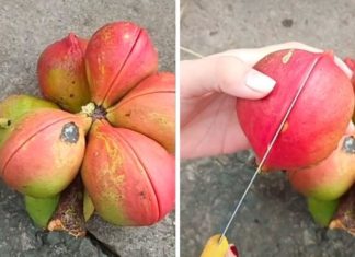 Exploring the Unusual: Grapes Growing Inside a Coconut