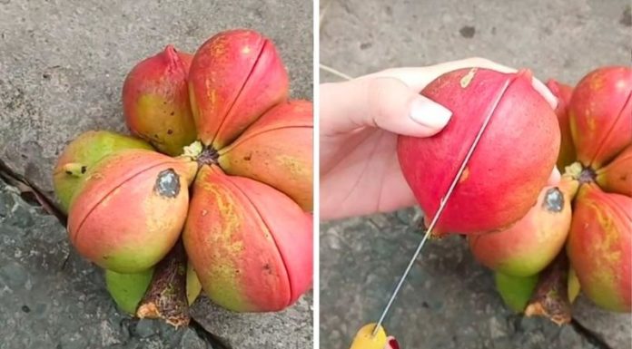 Exploring the Unusual: Grapes Growing Inside a Coconut