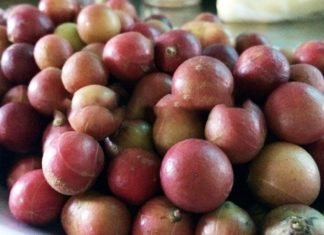 Ninh Thuan Province’s Da Đá Fruit Now a Specialty Dish