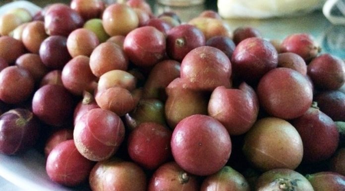 Ninh Thuan Province’s Da Đá Fruit Now a Specialty Dish
