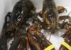 Where to Buy Alaska Lobster and How Much Does it Cost?