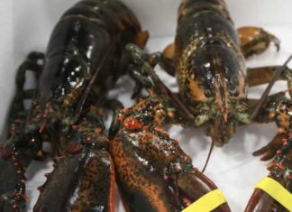 Where to Buy Alaska Lobster and How Much Does it Cost?