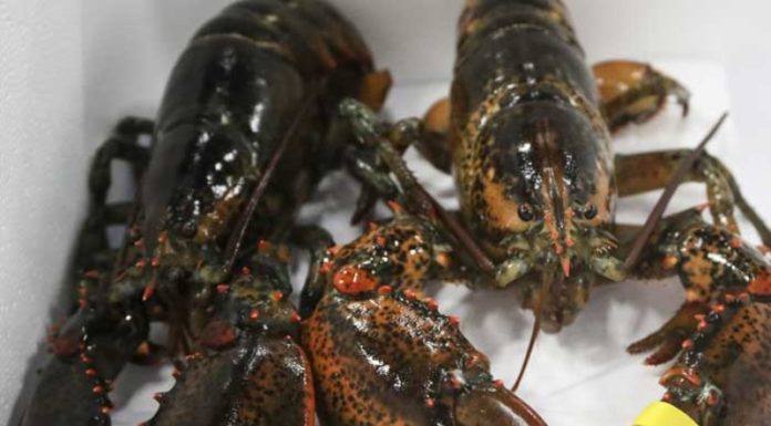 Where to Buy Alaska Lobster and How Much Does it Cost?